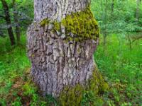 Moos an wulstigem Eichenstamm - Langensendelbach